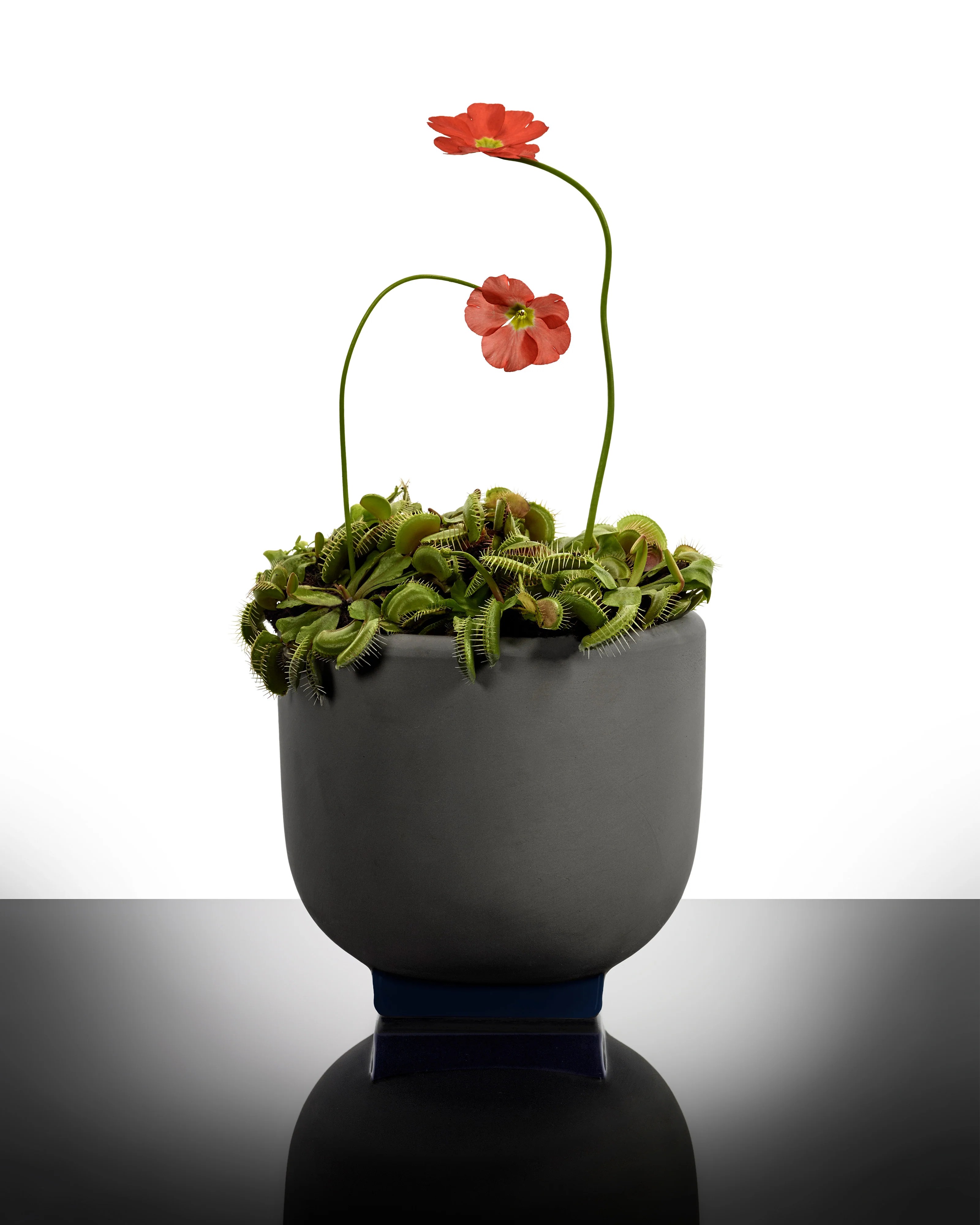 Flower pot 01 grey - dark blue Rosamar - Image 2