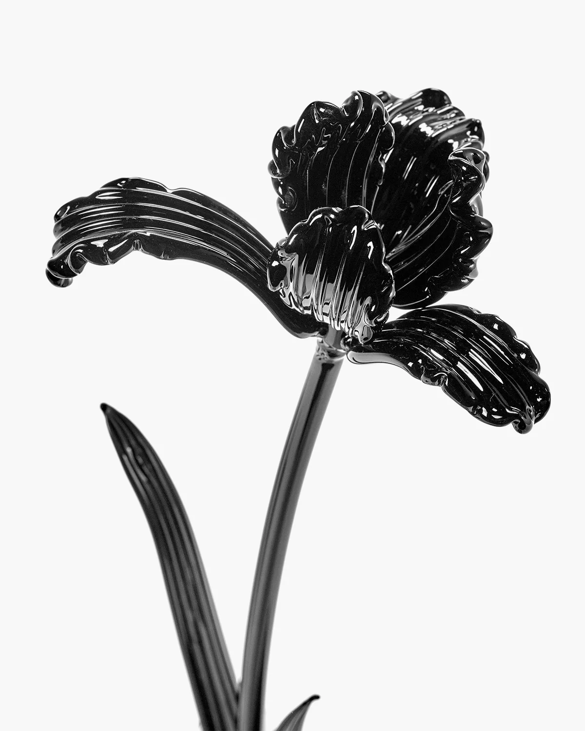 Flower Tulip black Josephine - Image 3