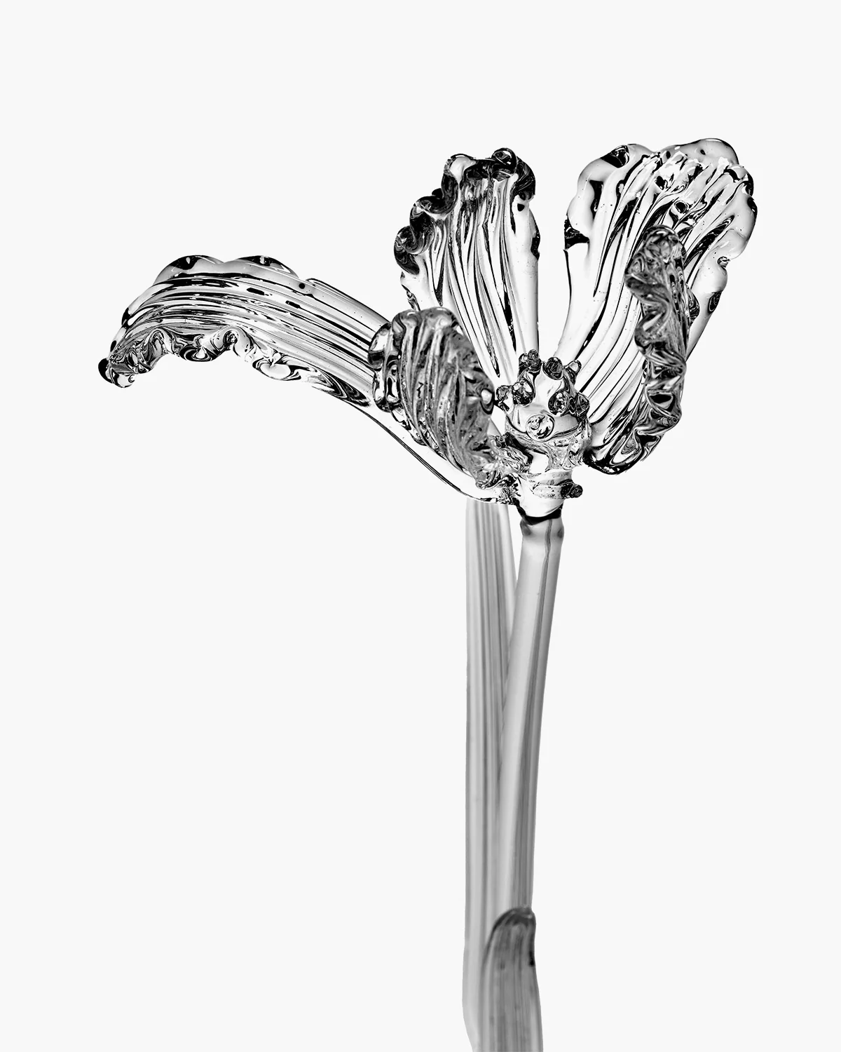 Flower Tulip transparent Josephine - Image 3